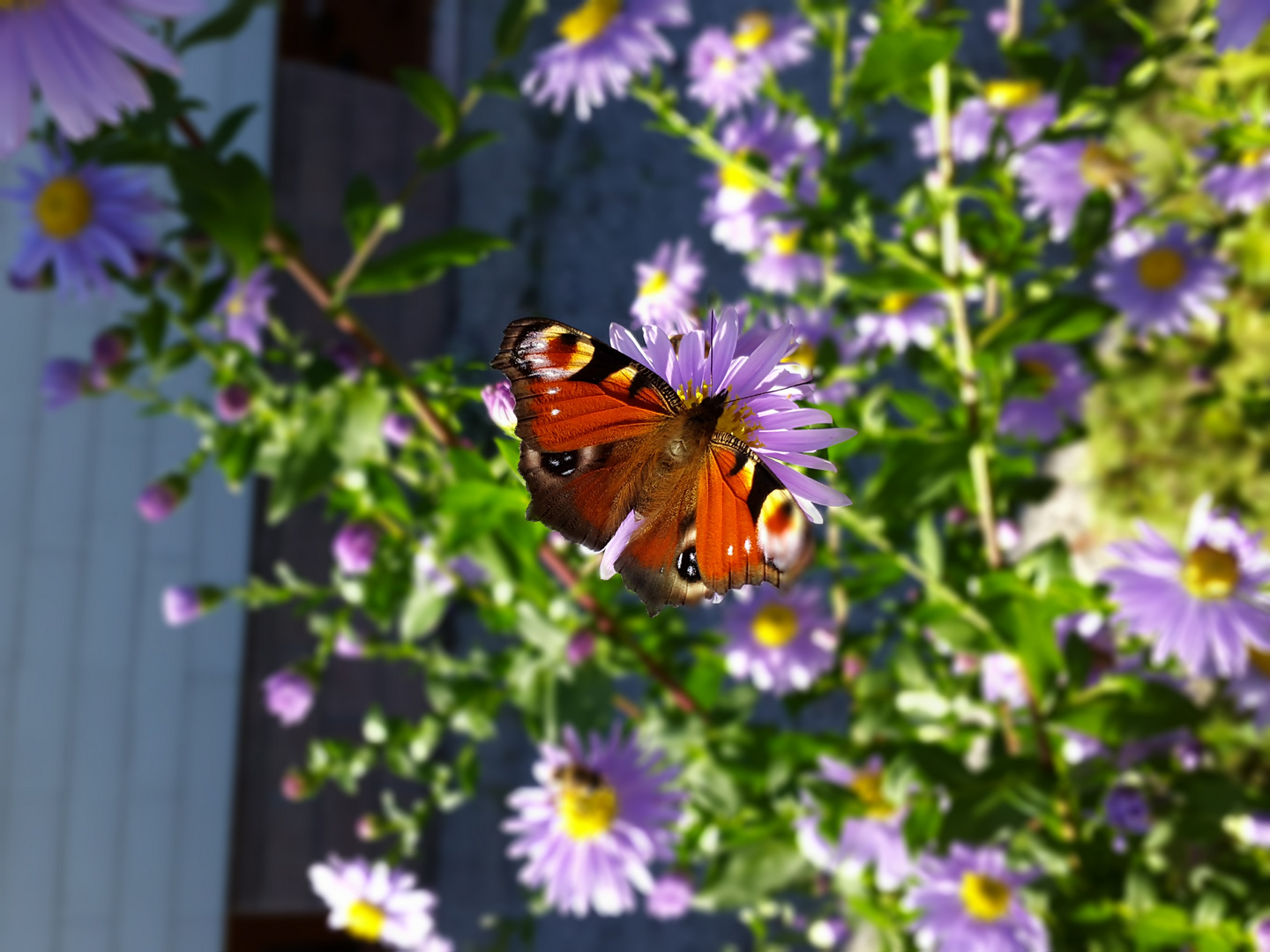 ~ Schmetterling ~