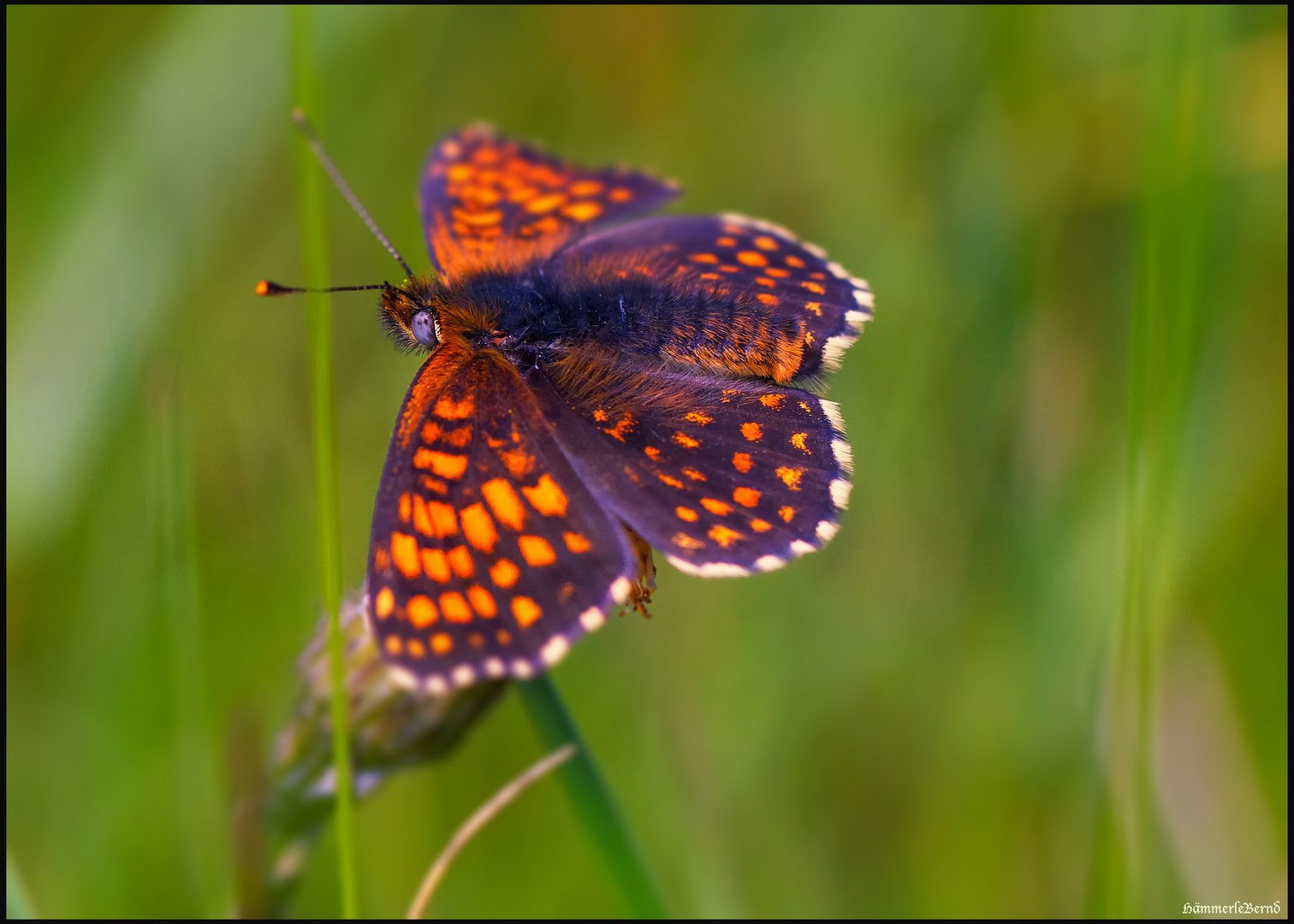 Schmetterling 