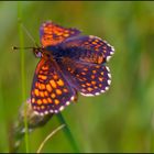 Schmetterling 