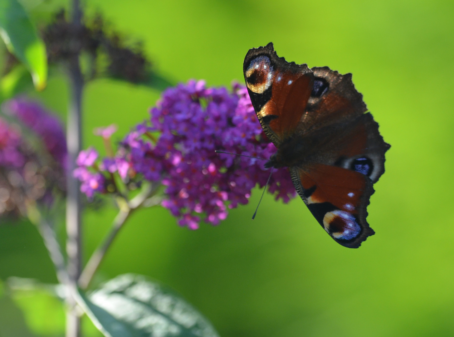 Schmetterling 