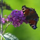 Schmetterling 