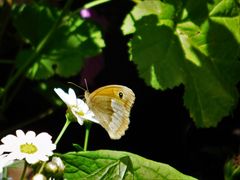 Schmetterling