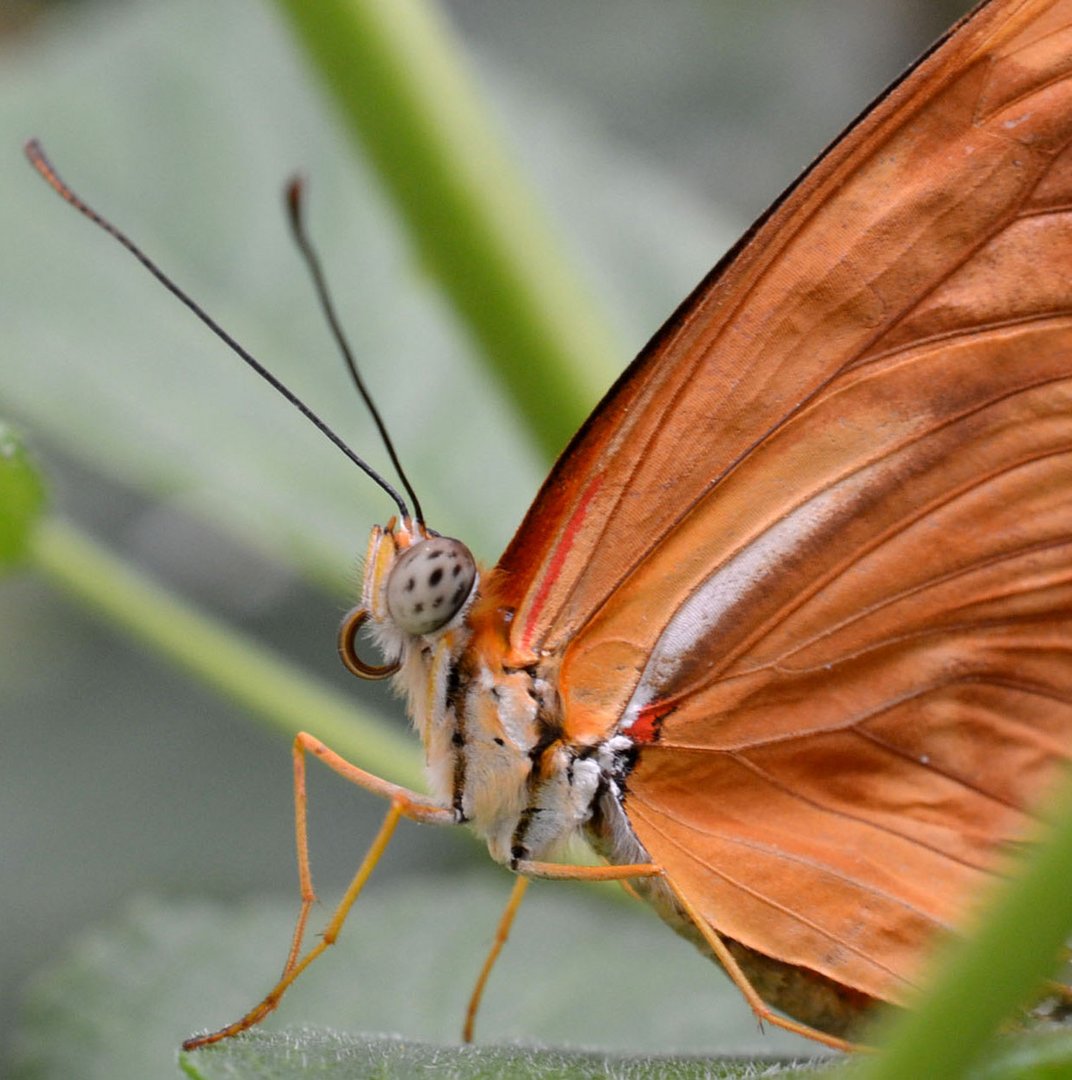 Schmetterling