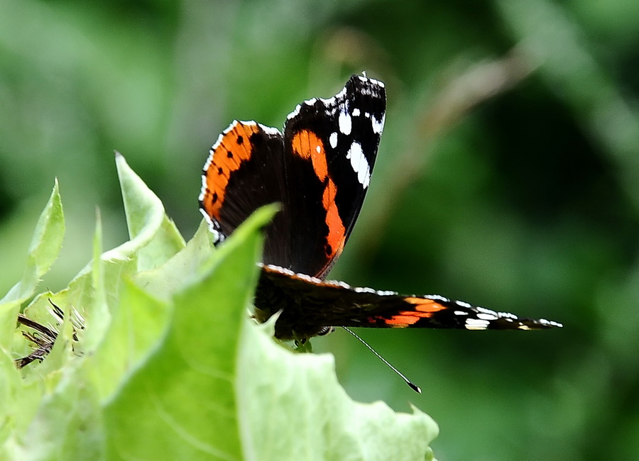 Schmetterling