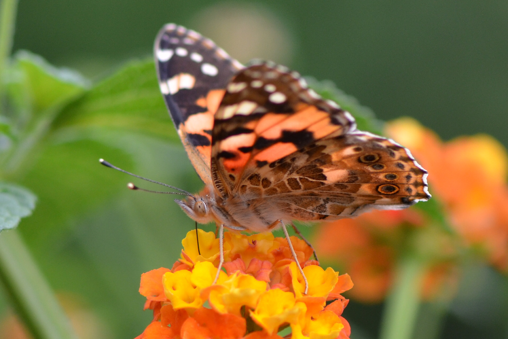 Schmetterling