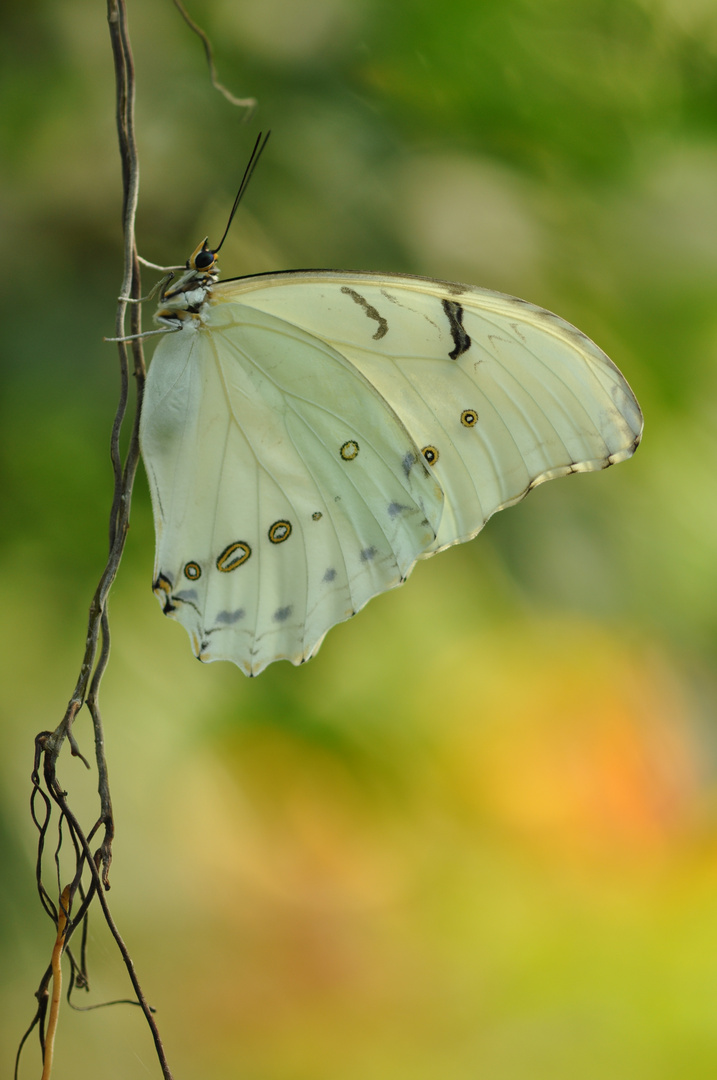 Schmetterling