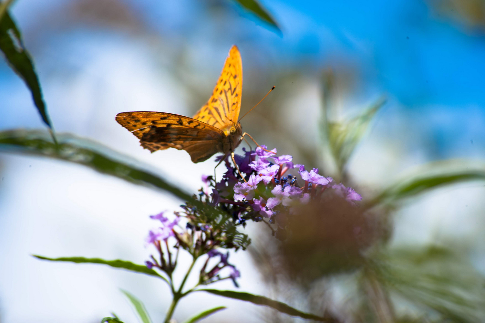 Schmetterling