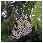 Schmetterling