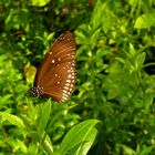 Schmetterling