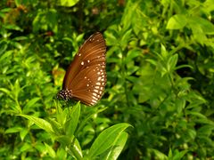 Schmetterling