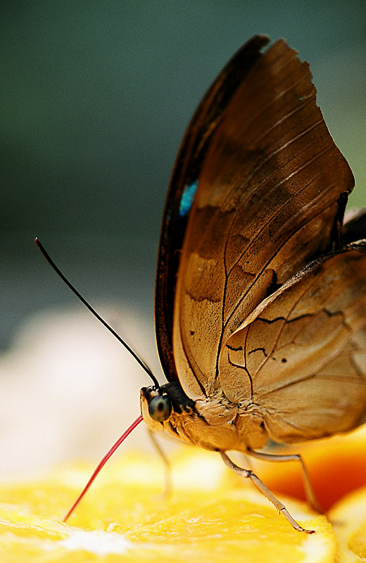 schmetterling