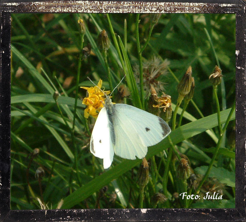 Schmetterling