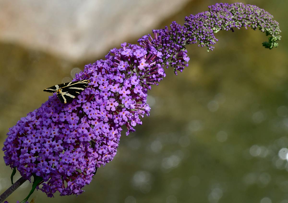 Schmetterling aber welcher?