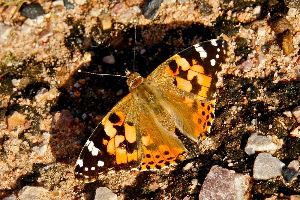 Schmetterling, aber welcher?