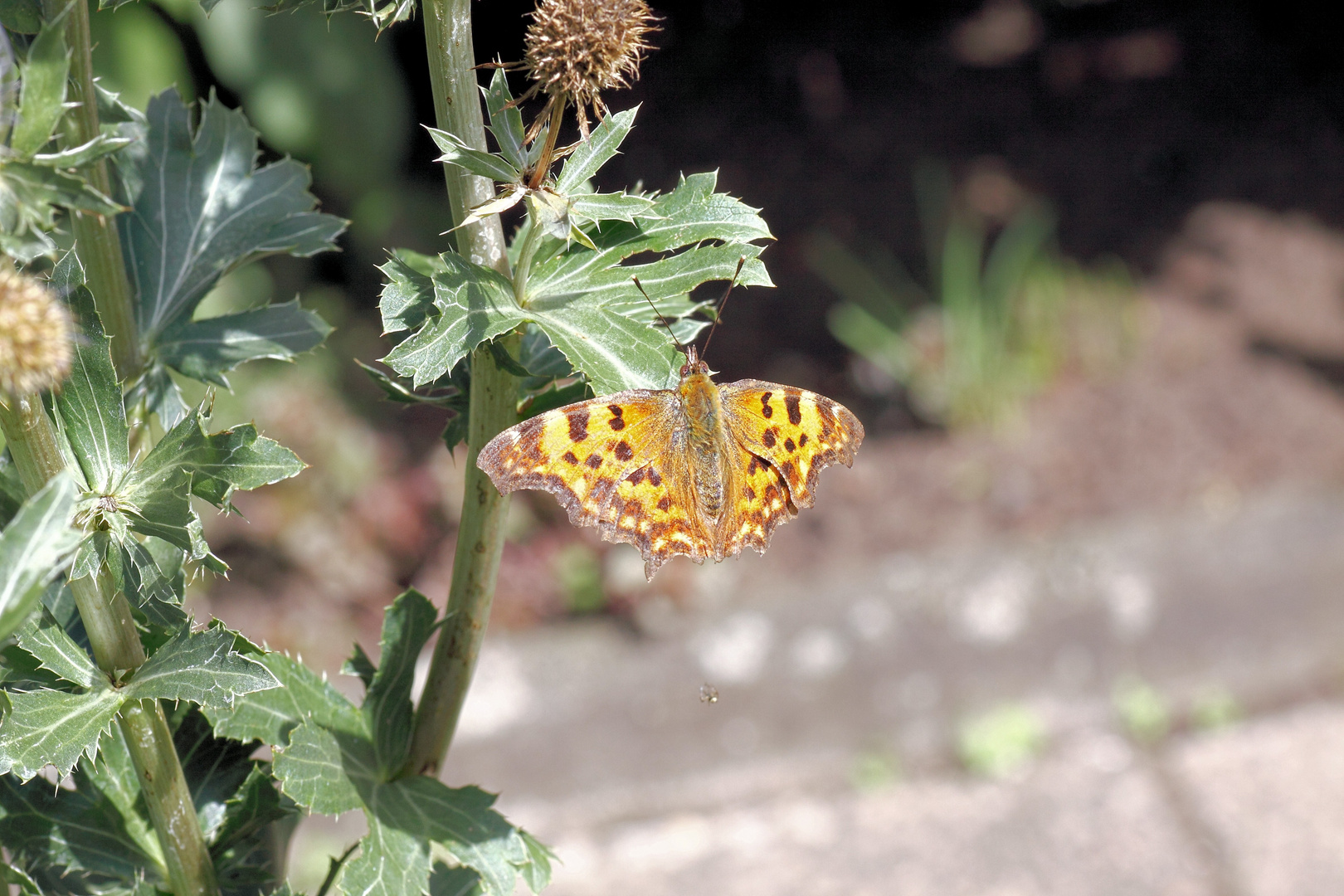 Schmetterling