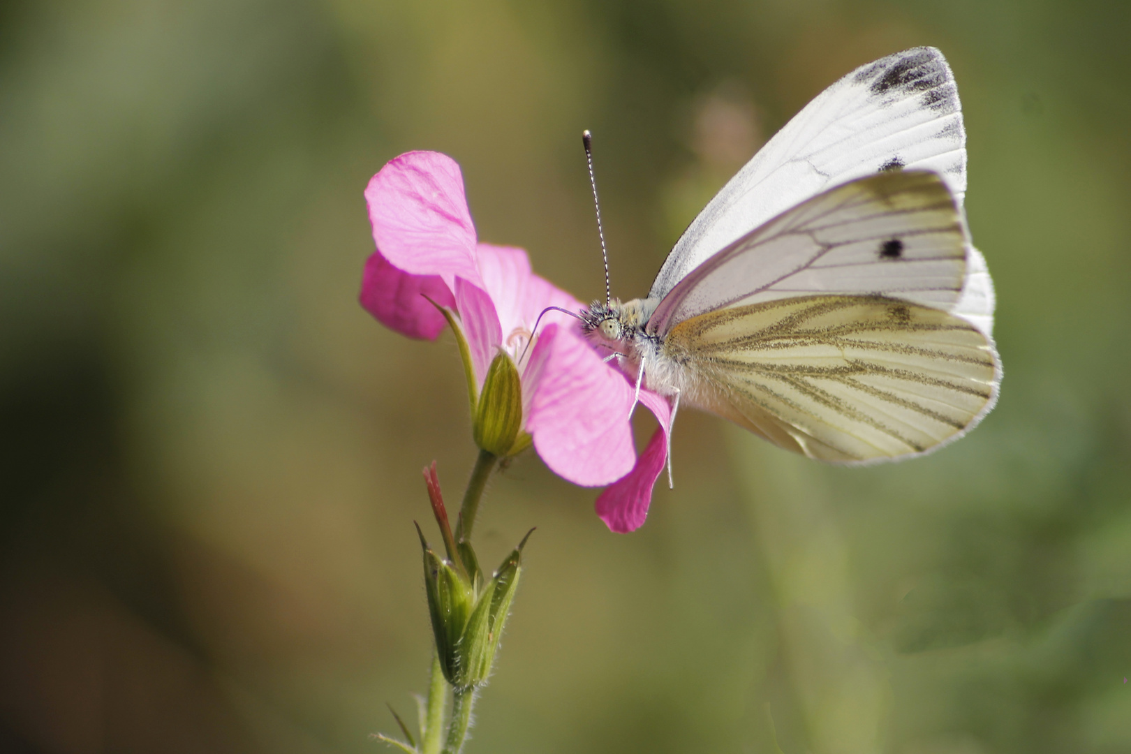 Schmetterling