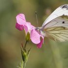 Schmetterling