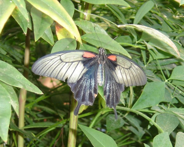 Schmetterling