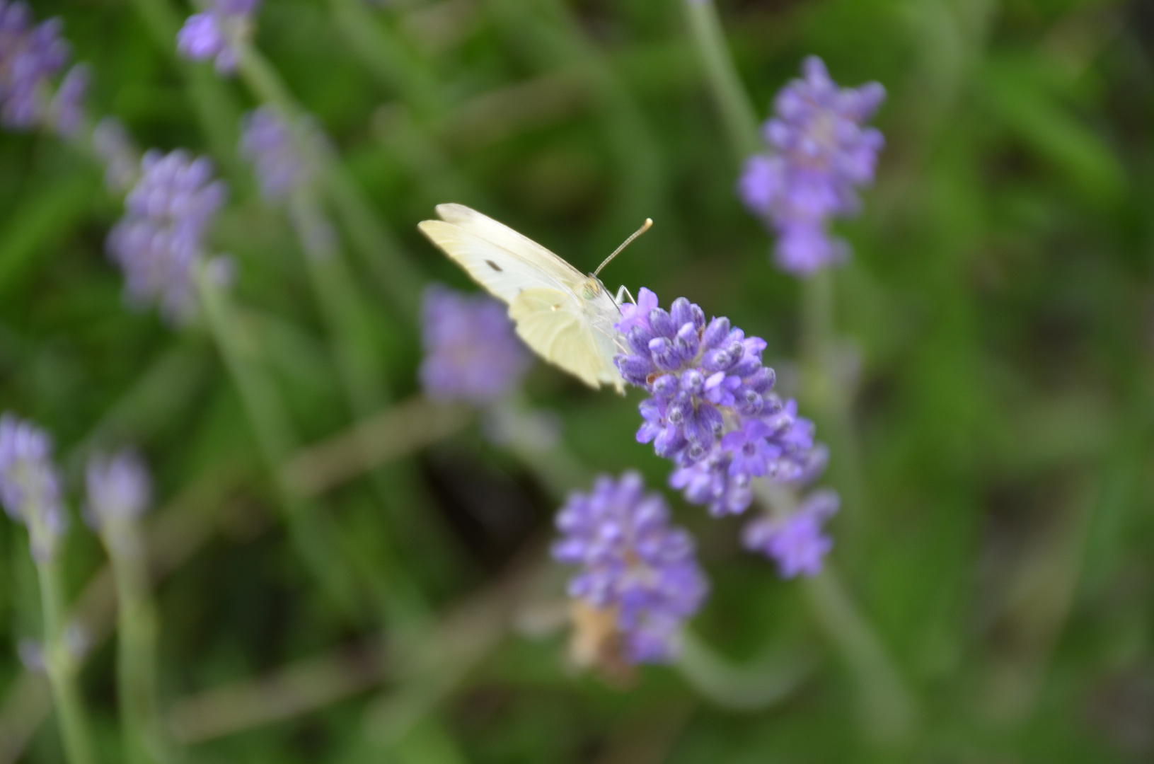 Schmetterling