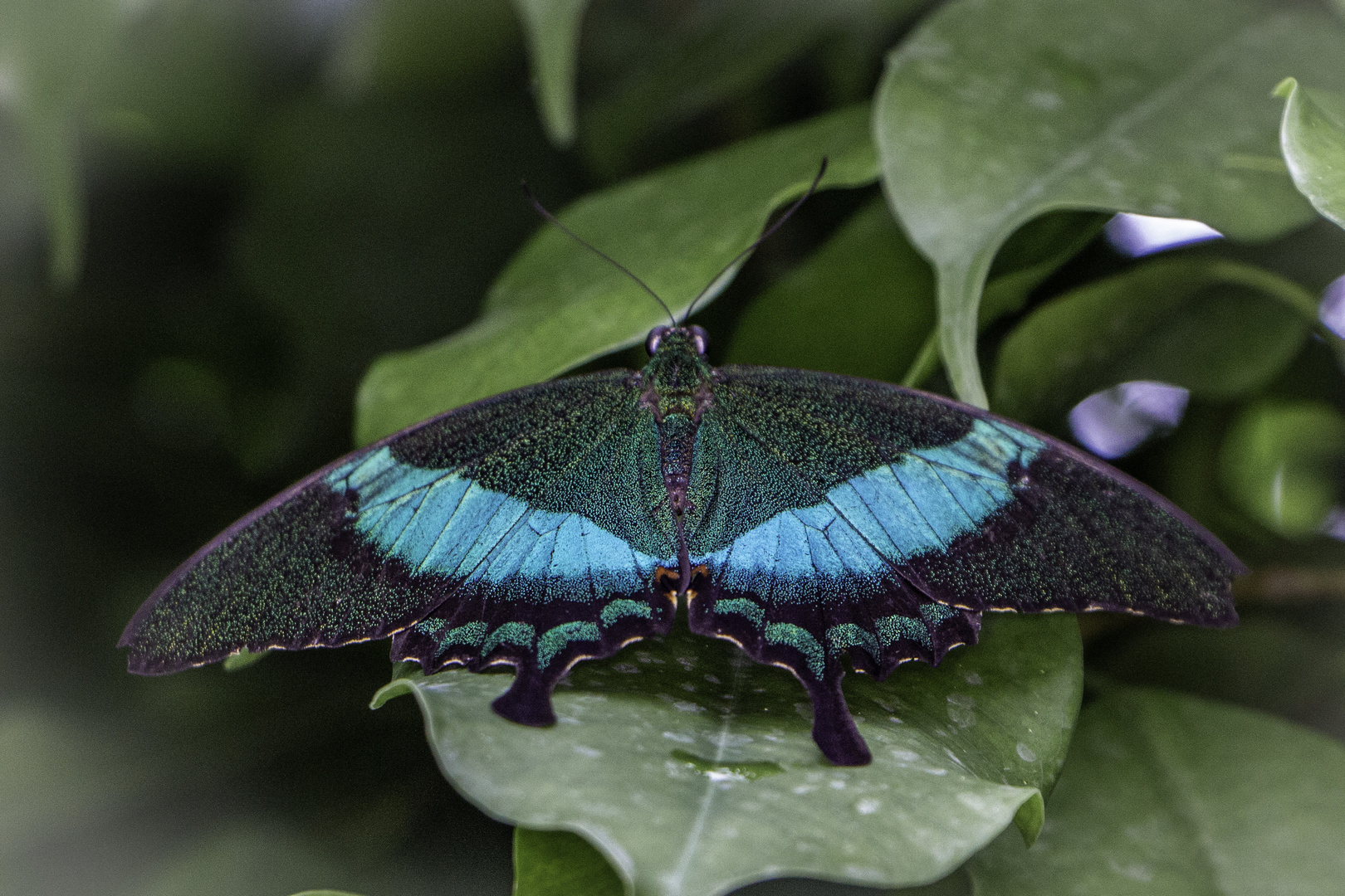 Schmetterling