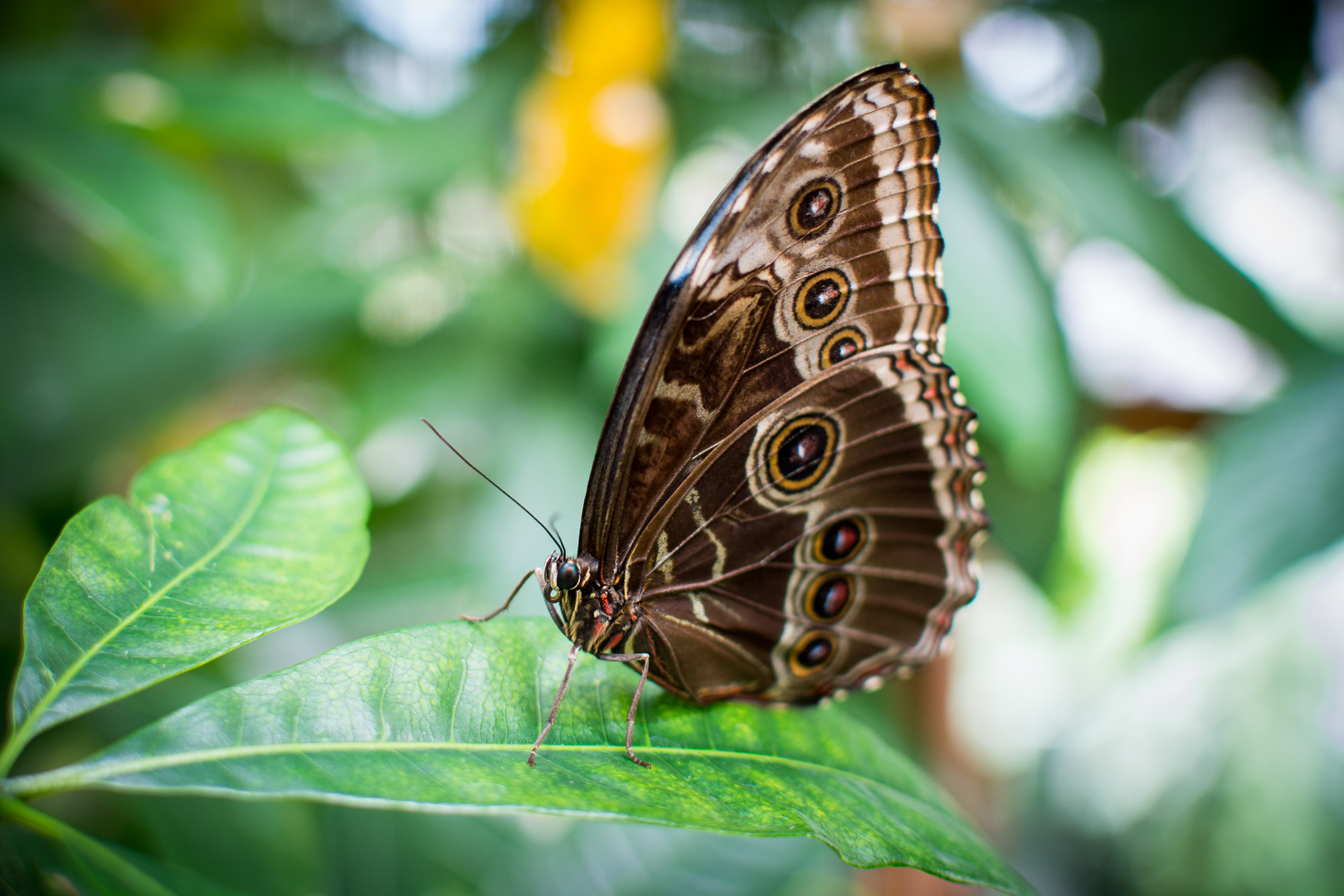 Schmetterling