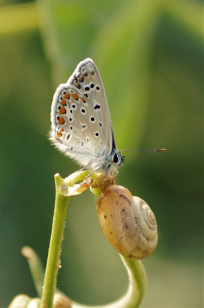 Schmetterling