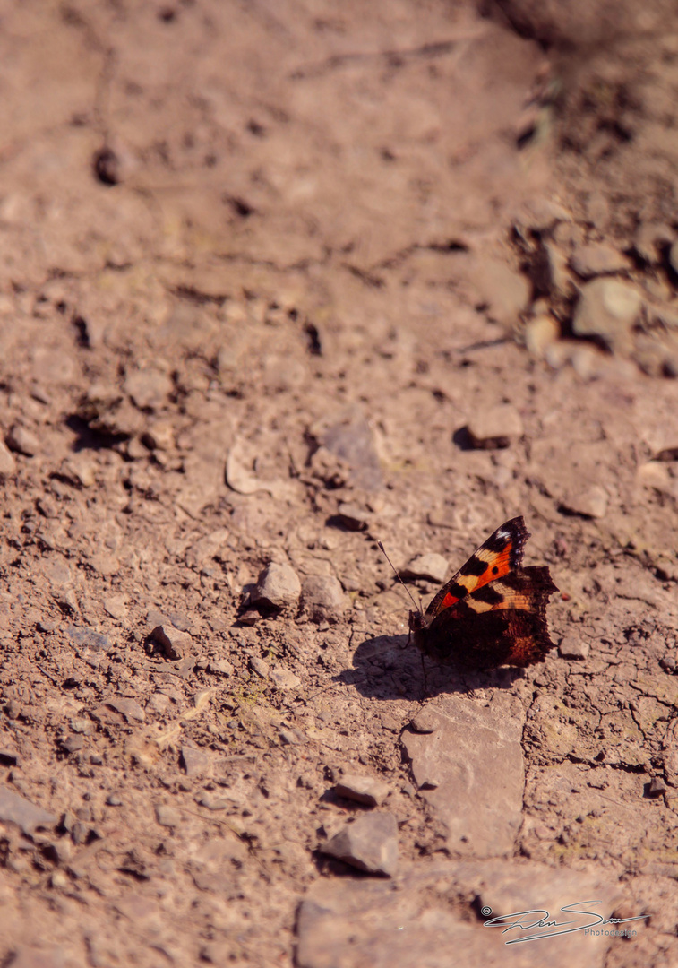 Schmetterling