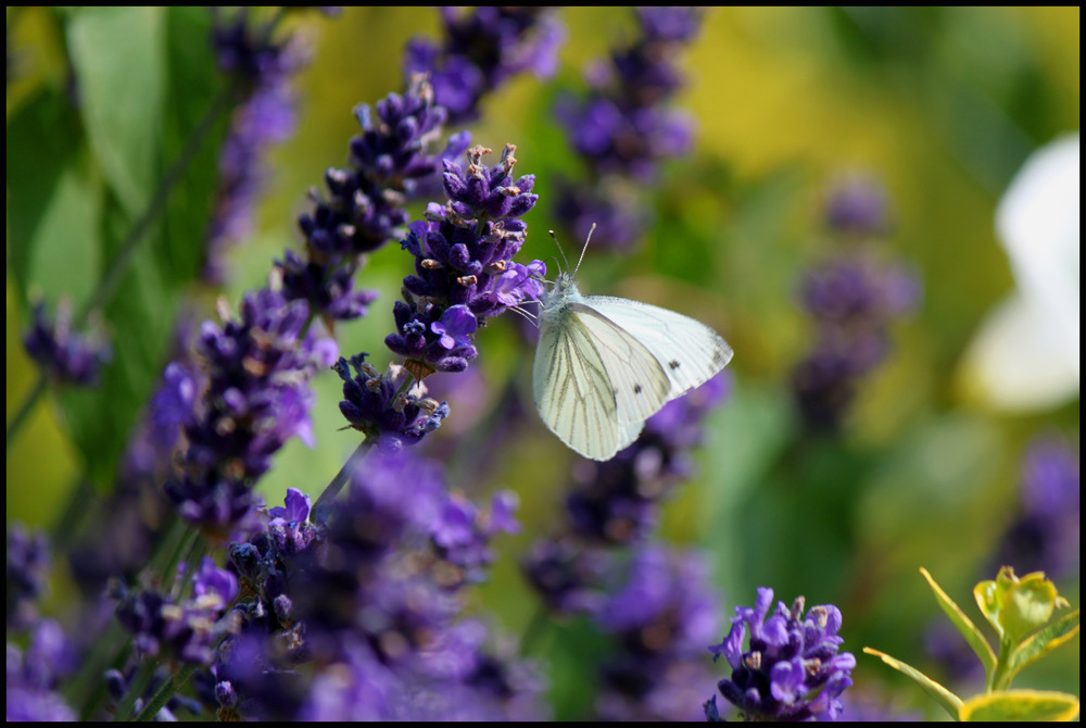 Schmetterling