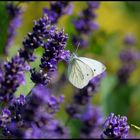 Schmetterling