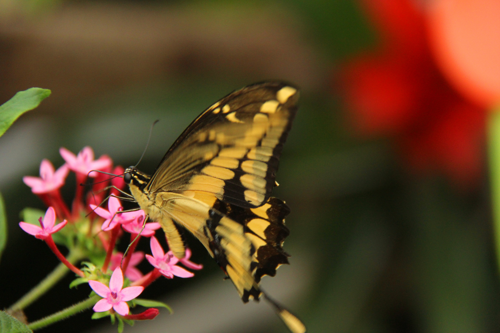 Schmetterling