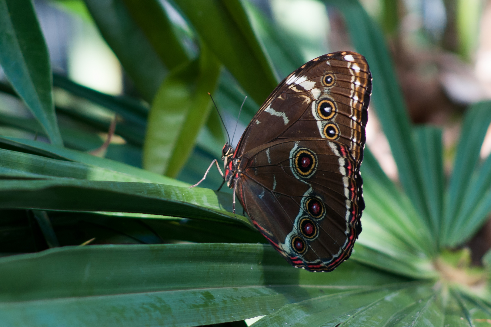 Schmetterling