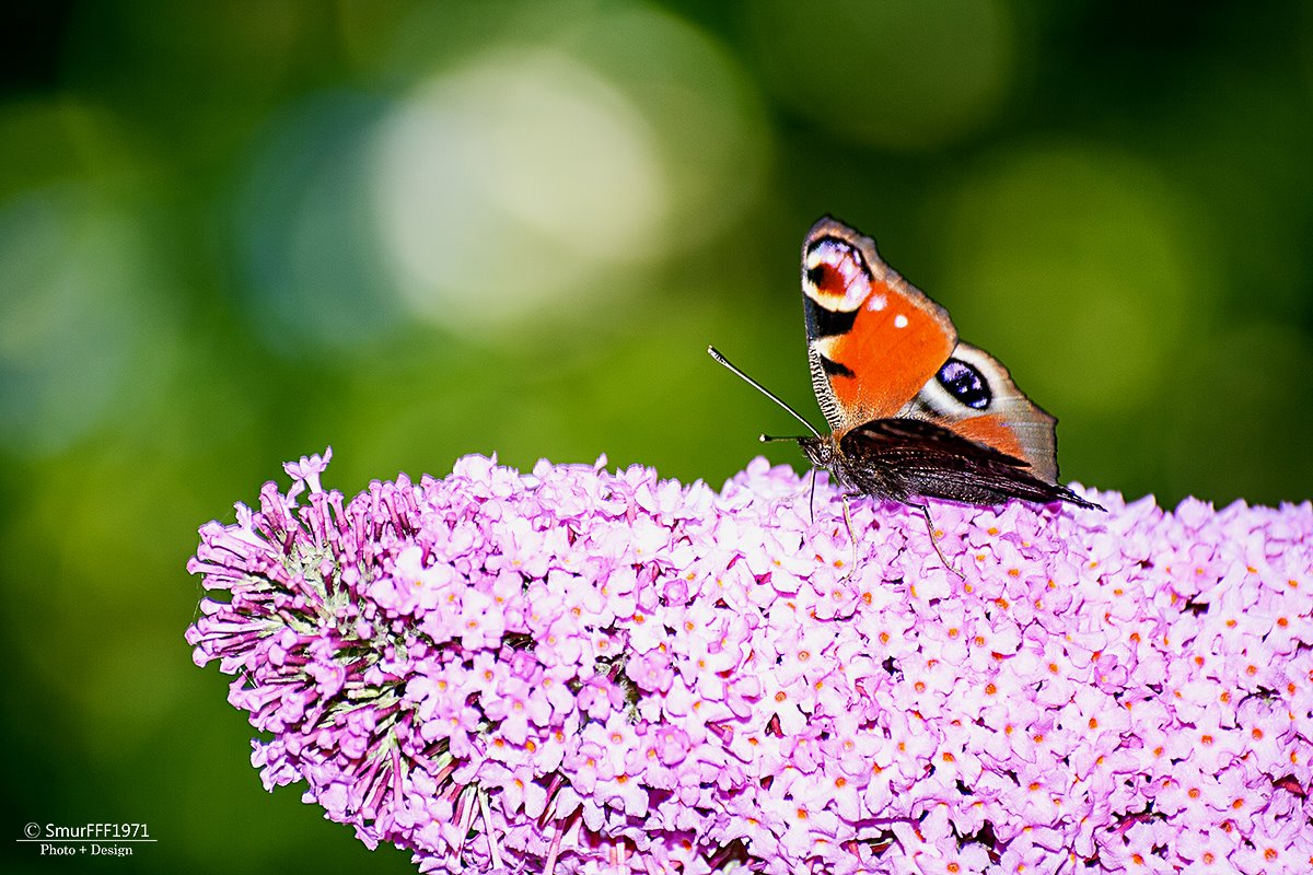 Schmetterling