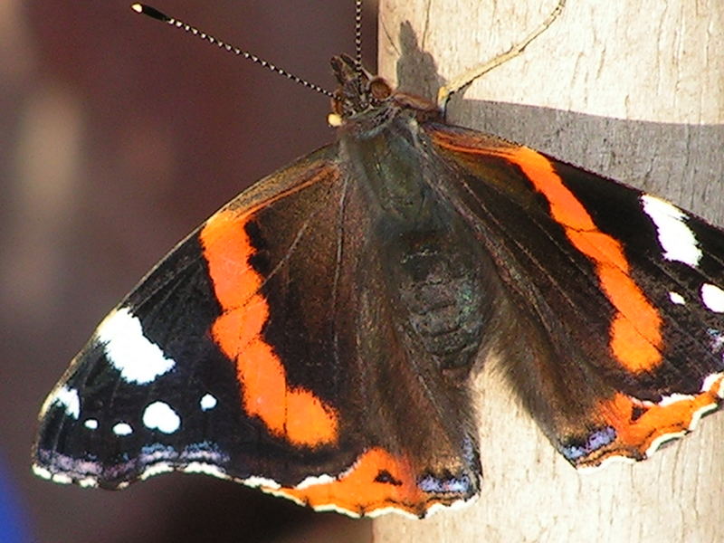 Schmetterling