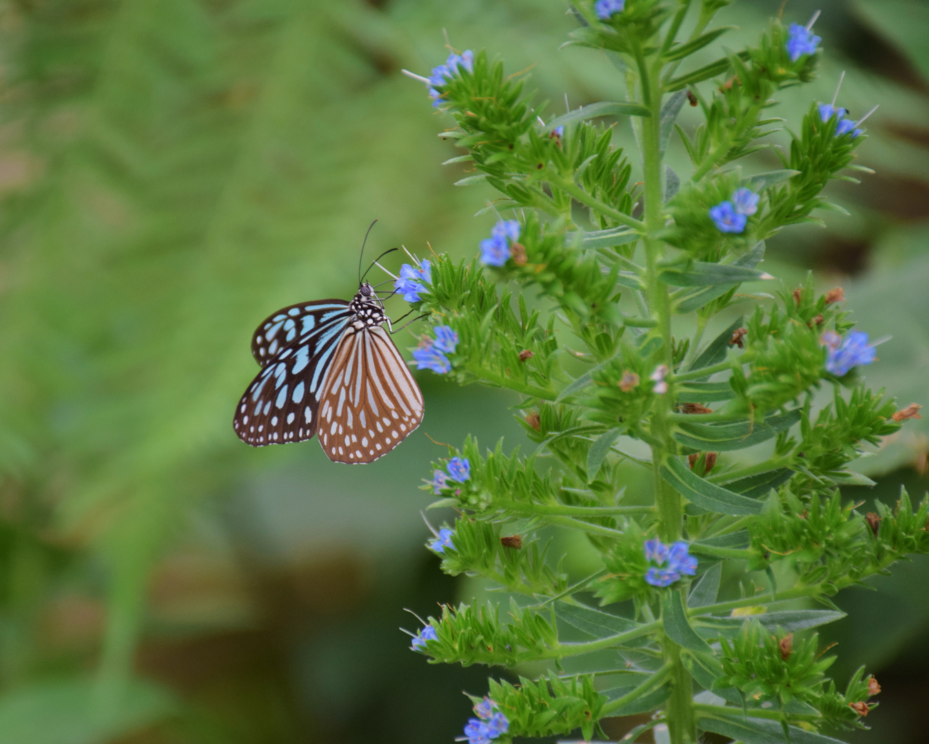 Schmetterling