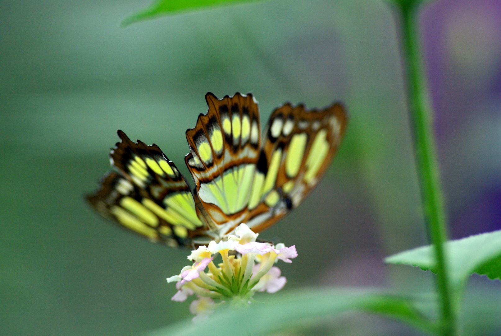 Schmetterling