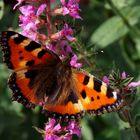 Schmetterling