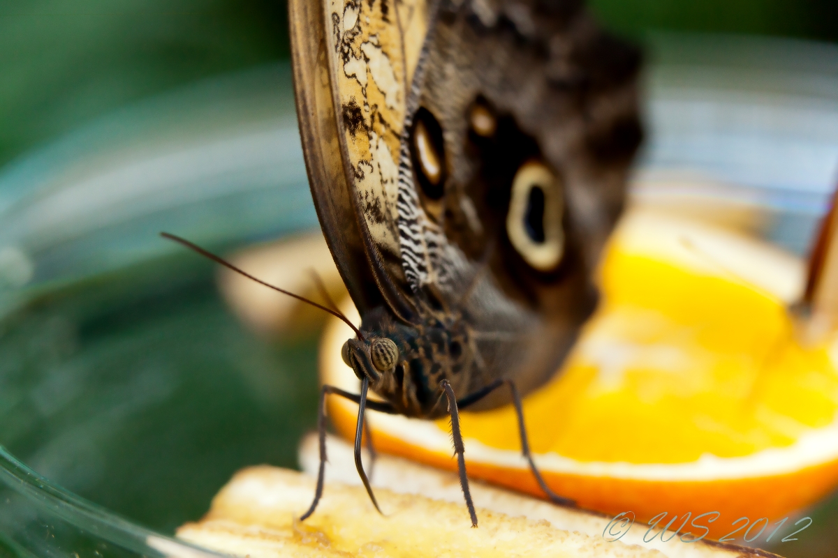 Schmetterling