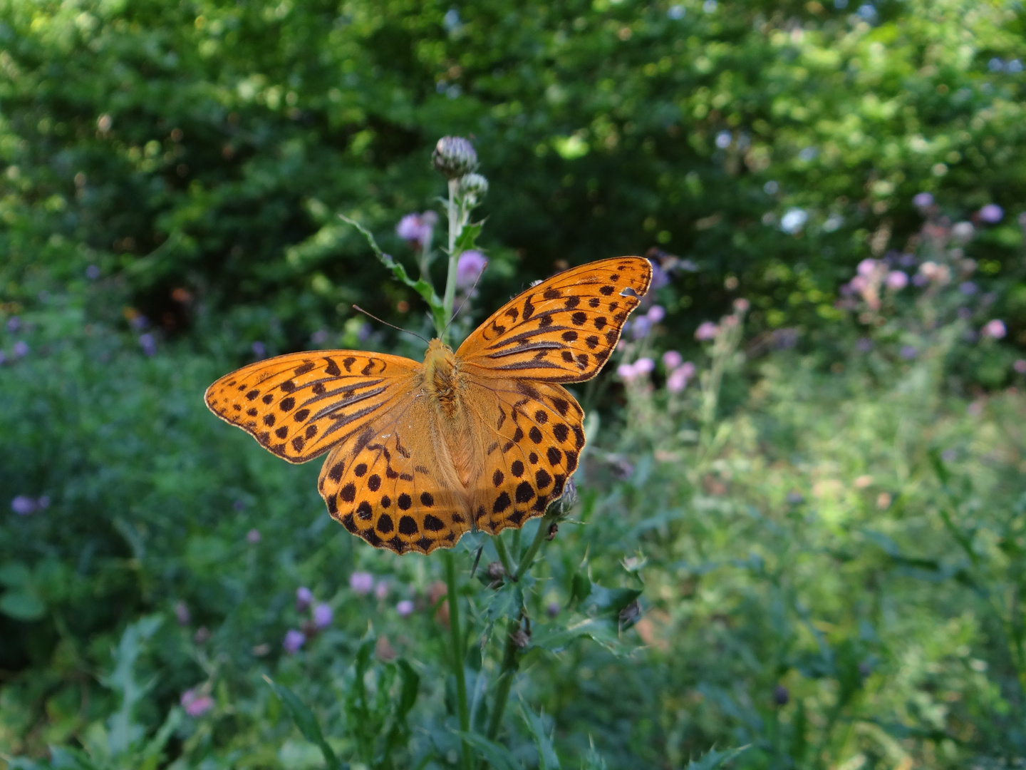 Schmetterling