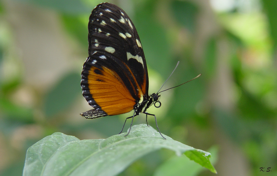 Schmetterling