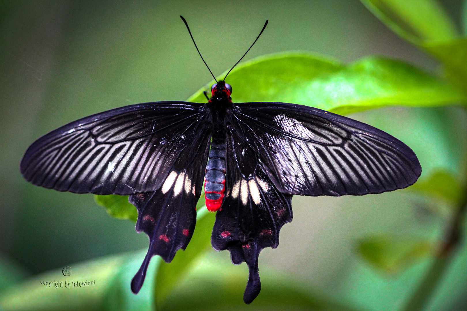 Schmetterling