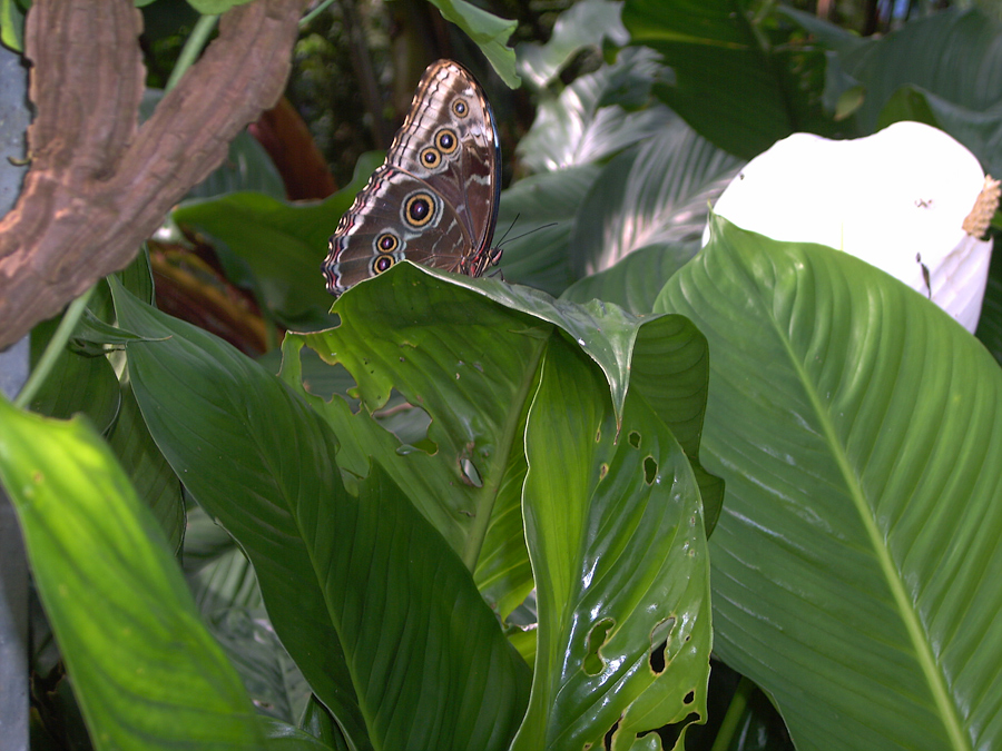 Schmetterling