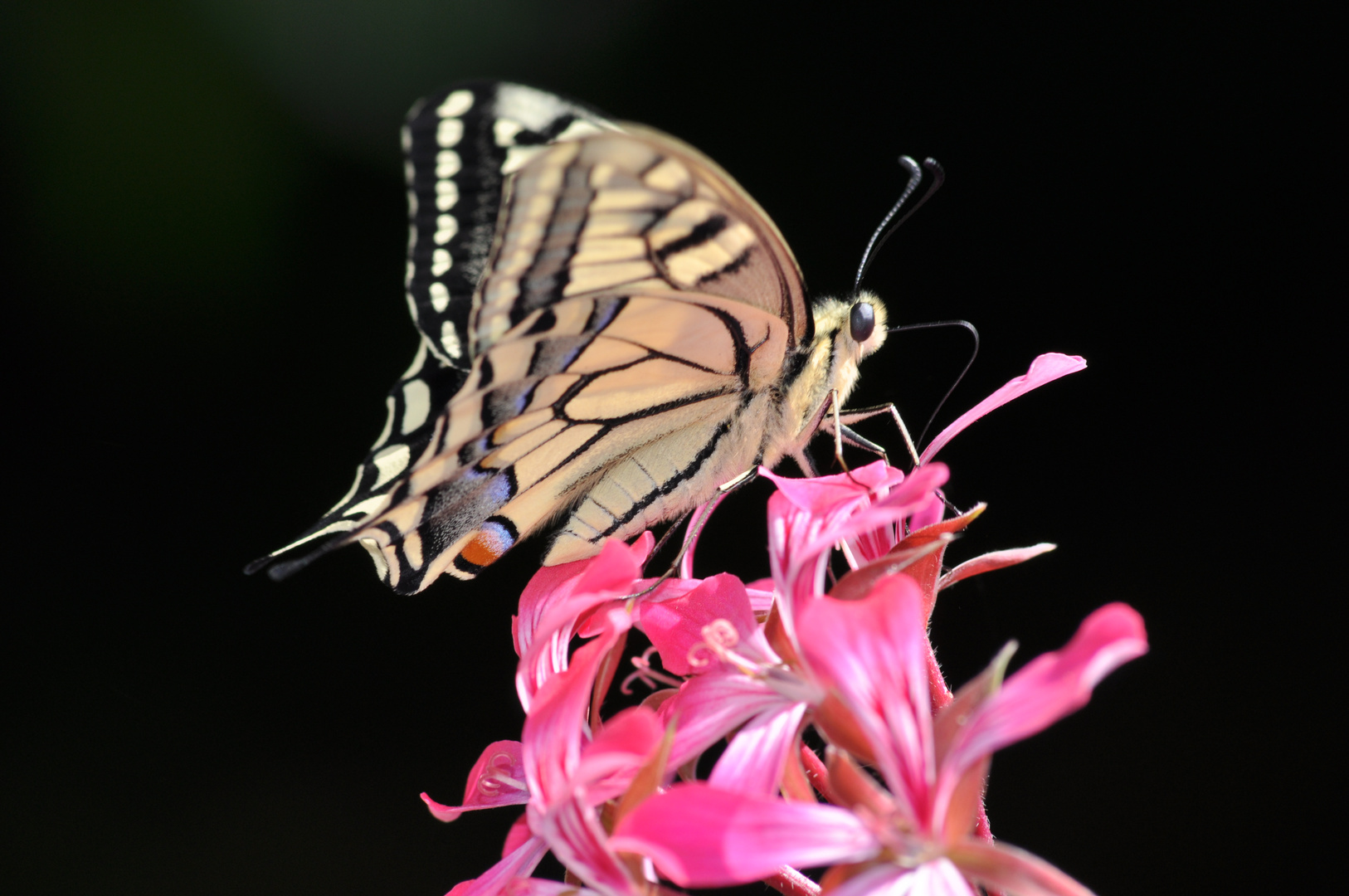 Schmetterling