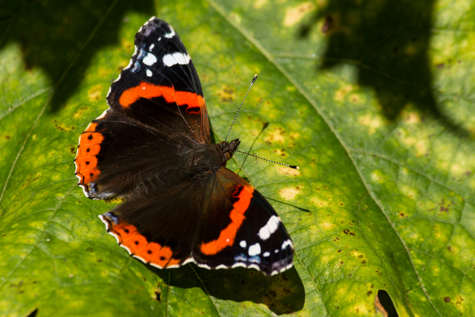 Schmetterling - Admiral