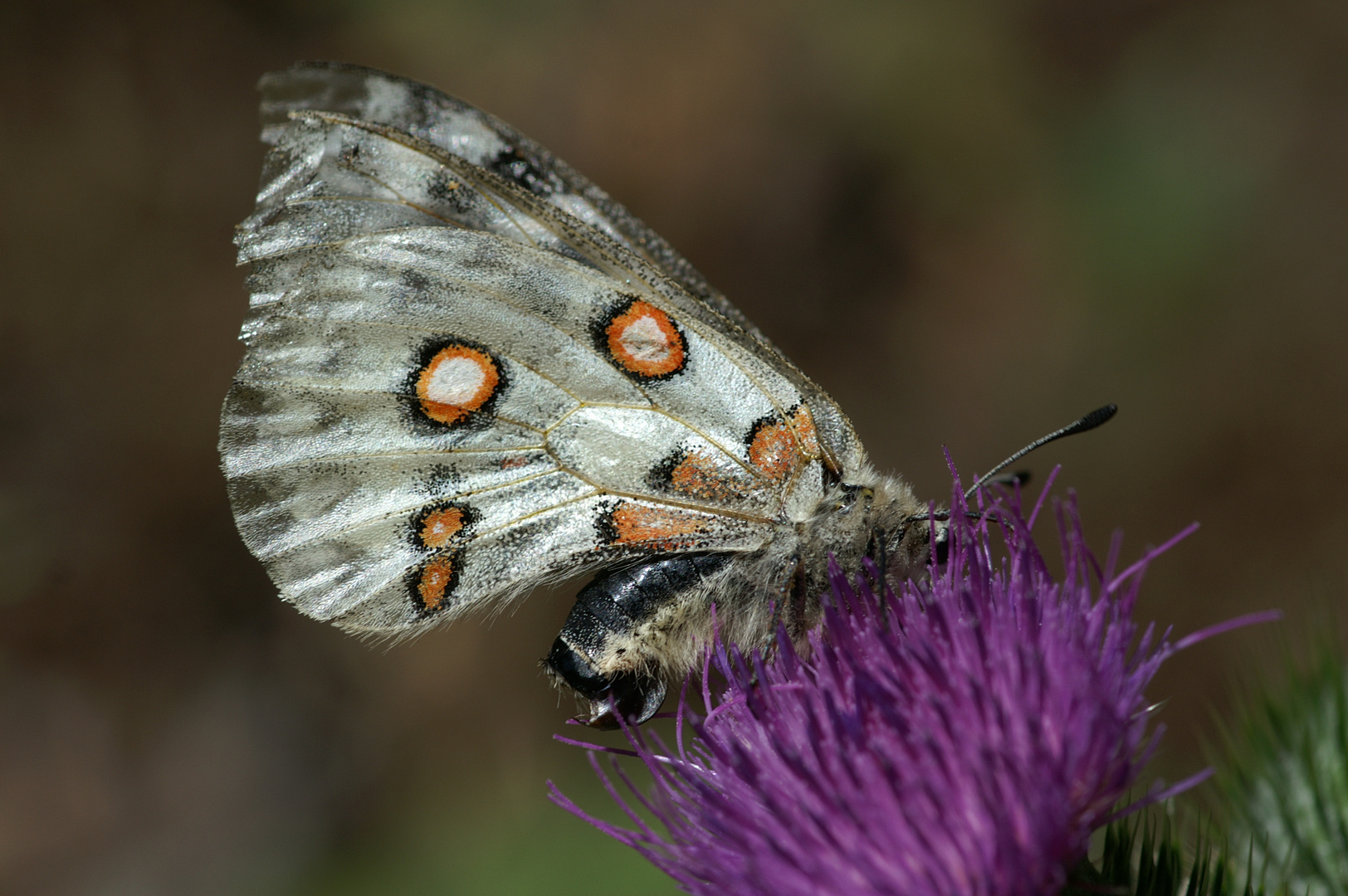 Schmetterling (Admiral)