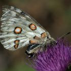 Schmetterling (Admiral)