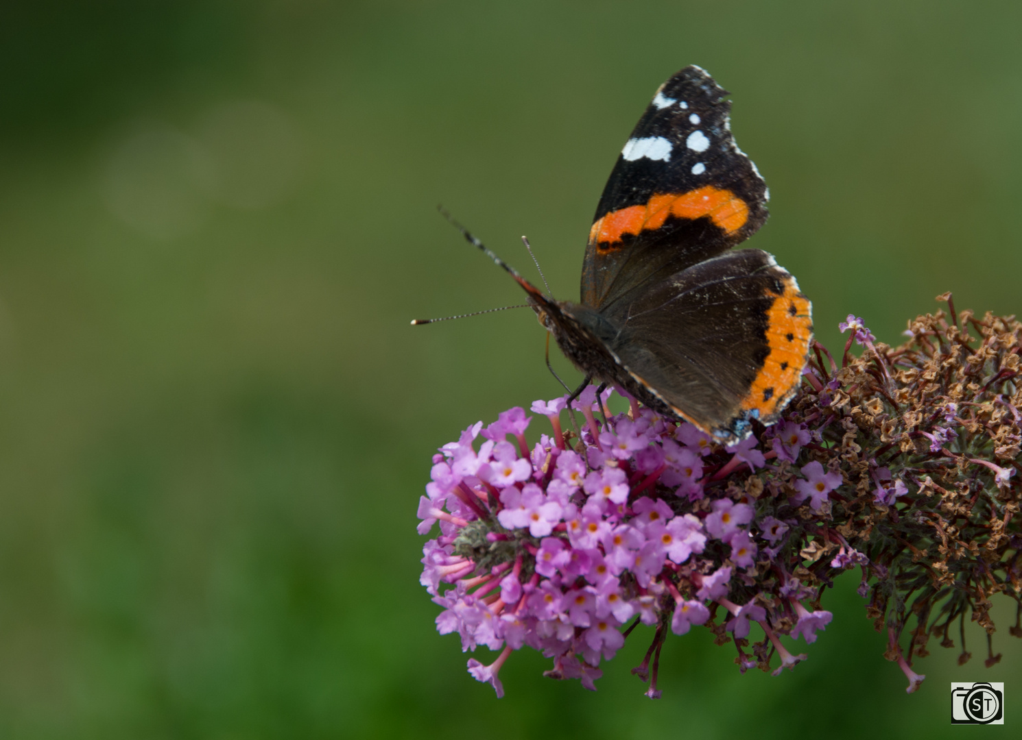 Schmetterling Admiral