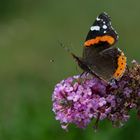 Schmetterling Admiral