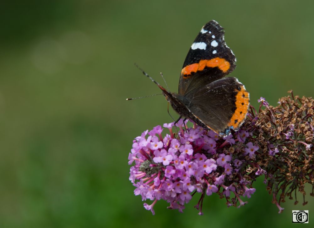 Schmetterling Admiral