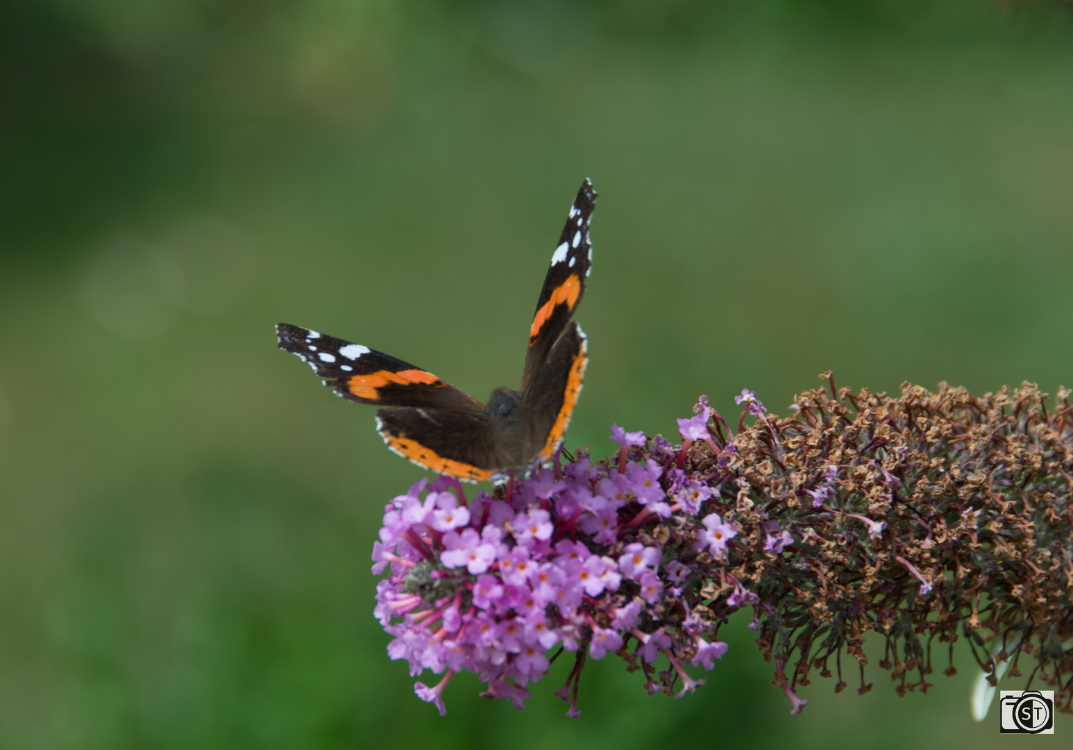 Schmetterling Admiral Abflug