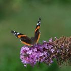 Schmetterling Admiral Abflug